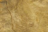 Rare, Petrified Snakewood (Mennegoxylon) Slab - Texas #117119-1